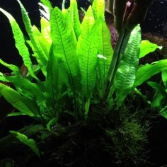 Microsorum Pteropus - mazzetto 2