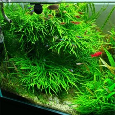 Microsorum Pteropus Trident 2