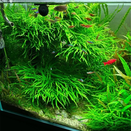 Microsorum Pteropus Trident