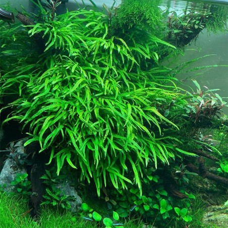 Microsorum Pteropus Trident