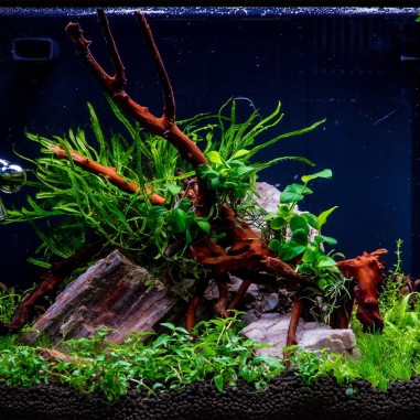 Microsorum Pteropus Trident