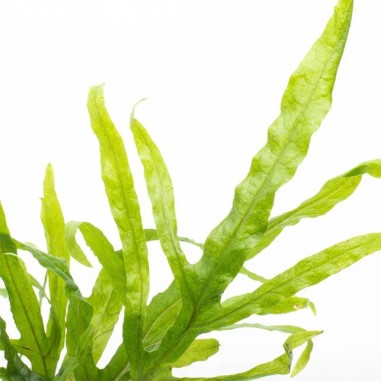 Microsorum Pteropus Trident