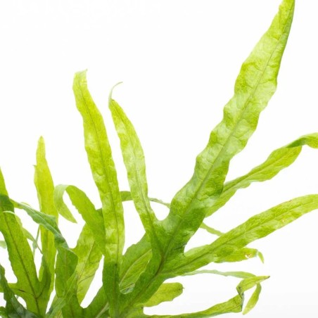 Microsorum Pteropus Trident