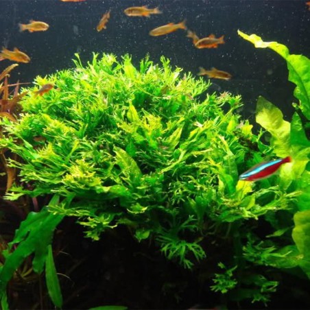 Microsorum Pteropus Windelov