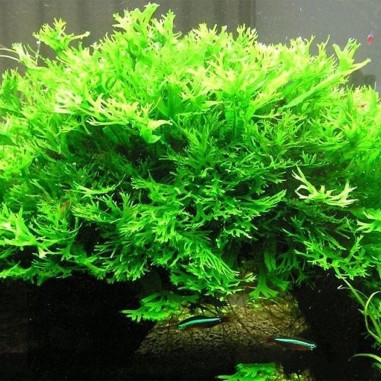 Microsorum Pteropus Windelov