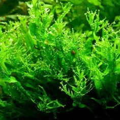 Microsorum Pteropus Windelov 2