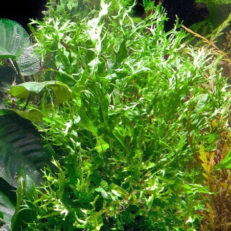 Microsorum Pteropus Windelov