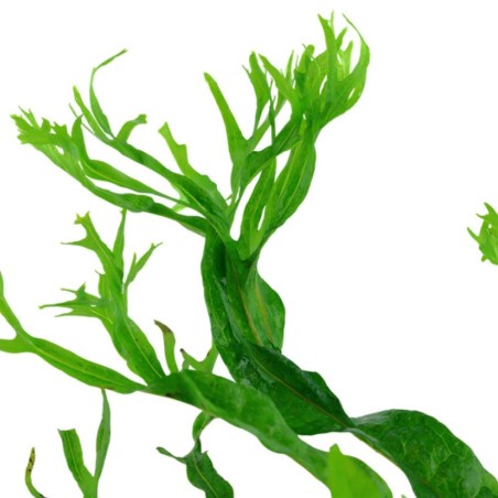 Microsorum Pteropus Windelov