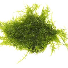 Muschio Christmass (Vesicularia Montagnei) - Porzione