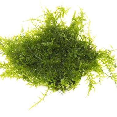 Muschio Christmass (Vesicularia Montagnei) - Porzione