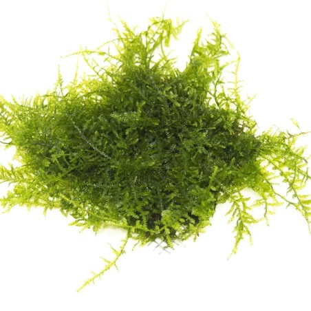 Muschio Christmass (Vesicularia Montagnei) - Porzione