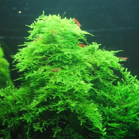 Muschio Christmass (Vesicularia Montagnei) - Porzione