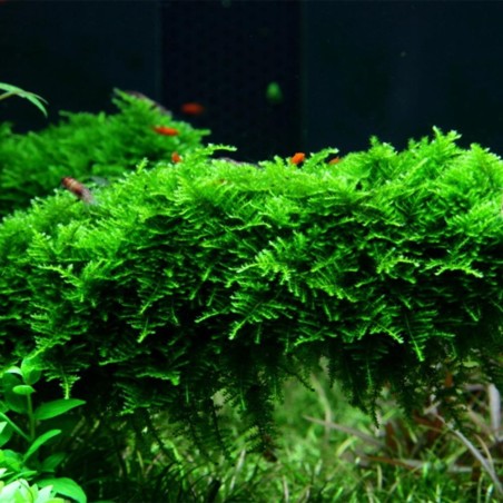 Muschio Christmass (Vesicularia Montagnei) - Porzione
