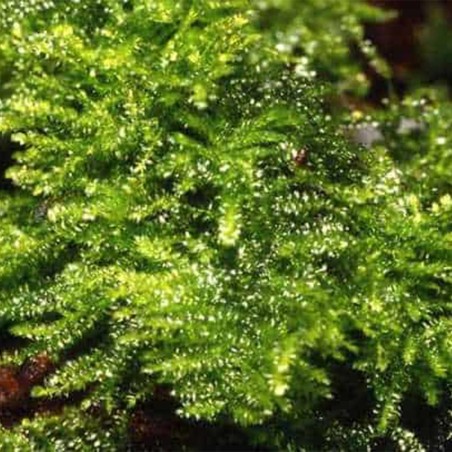 Muschio Christmass (Vesicularia Montagnei) - Porzione