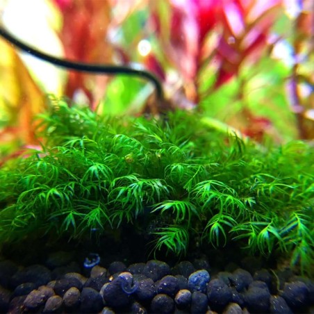 Muschio Fissidens Nobilis - Porzione 5x3cm