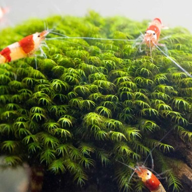 Muschio Fissidens Nobilis - Porzione 5x3cm