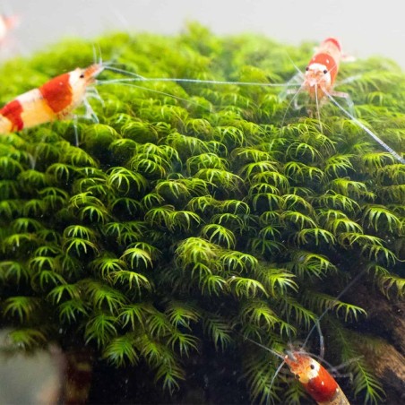 Muschio Fissidens Nobilis - Porzione 5x3cm