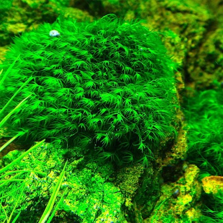 Muschio Fissidens Nobilis - Porzione 5x3cm
