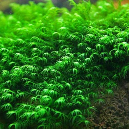 Muschio Fissidens Nobilis - Porzione 5x3cm