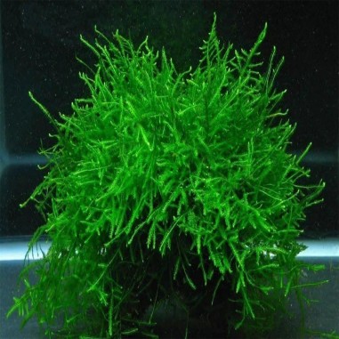 Muschio Java ( TaxiPhyllum Barbieri ) Porzione