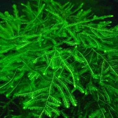 Muschio Java ( TaxiPhyllum Barbieri ) Porzione