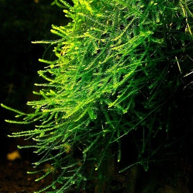 Muschio Java ( TaxiPhyllum Barbieri ) Porzione