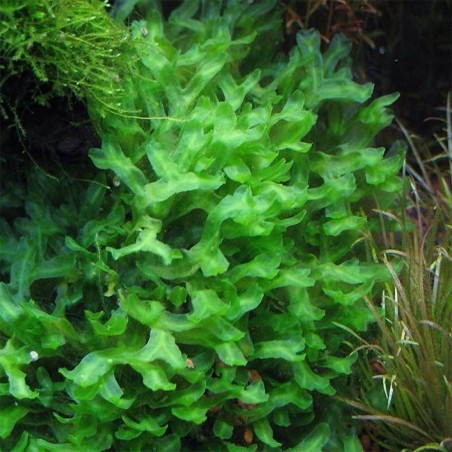 Muschio Pellia Moss - Porzione