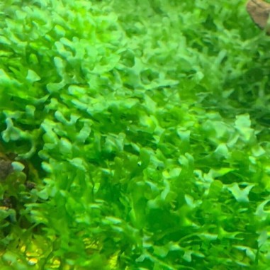 Muschio Pellia Moss - Porzione