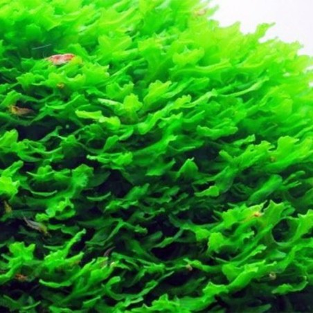 Muschio Pellia Moss - Porzione