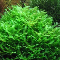 Muschio Pellia Moss - Porzione 2