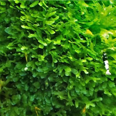 Muschio Pellia Moss - Porzione