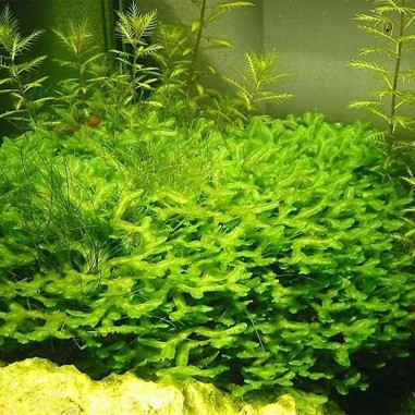 Muschio Pellia Moss - Porzione