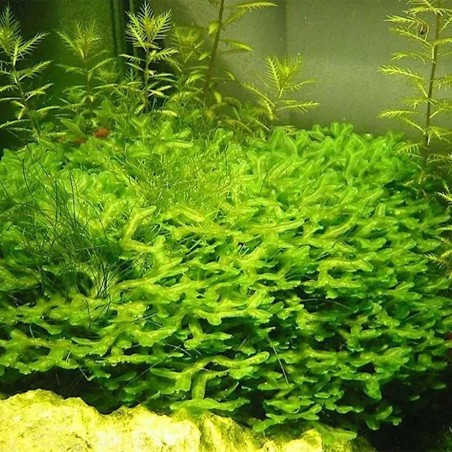 Muschio Pellia Moss - Porzione
