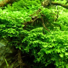 Muschio Riccardia Chamedryfolia - Porzione 2