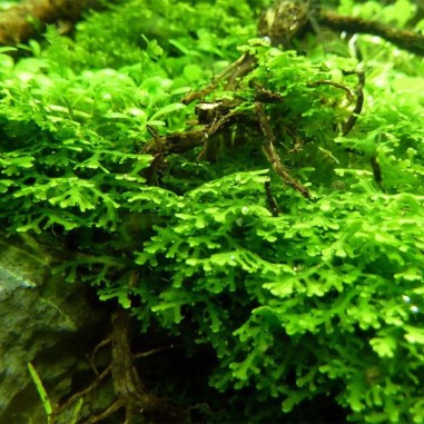 Muschio Riccardia Chamedryfolia - Porzione