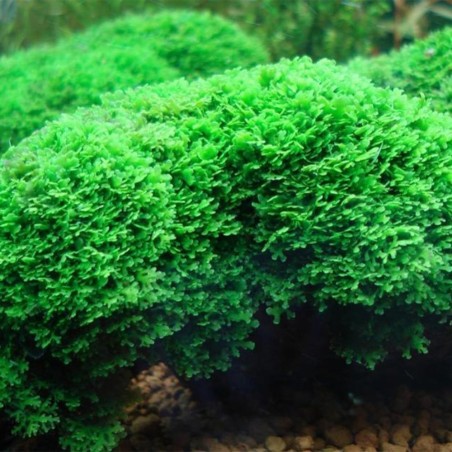 Muschio Riccardia Chamedryfolia - Porzione