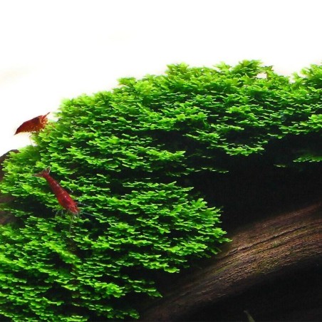 Muschio Riccardia Chamedryfolia - Porzione