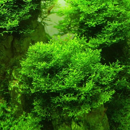 Muschio Riccardia Chamedryfolia - Porzione