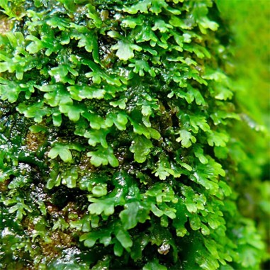 Muschio Riccardia Chamedryfolia - Porzione