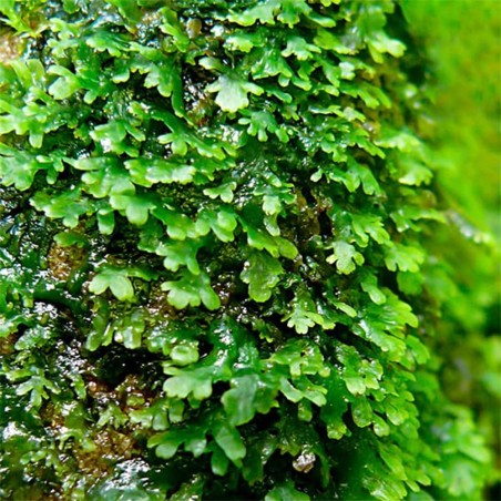 Muschio Riccardia Chamedryfolia - Porzione