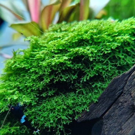 Muschio Riccardia Chamedryfolia - Porzione