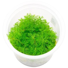 Myriophyllum Matogrossense in vitro