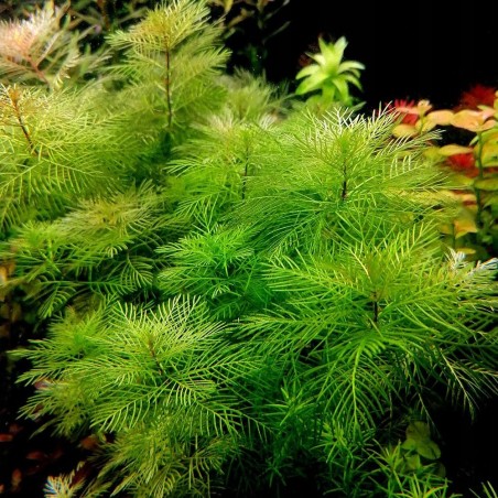 Myriophyllum Matogrossense in vitro