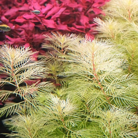 Myriophyllum Matogrossense in vitro