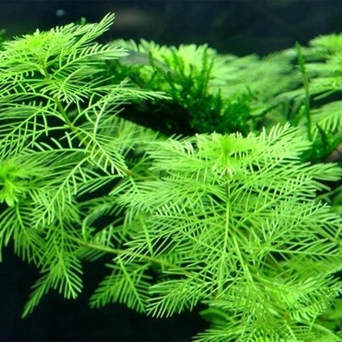 Myriophyllum Matogrossense in vitro