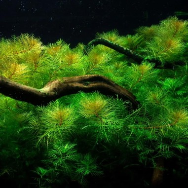 Myriophyllum Matogrossense in vitro