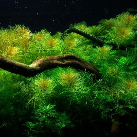 Myriophyllum Matogrossense in vitro