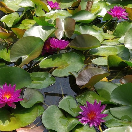 Nymphaea "Attraction" Rosa scuro