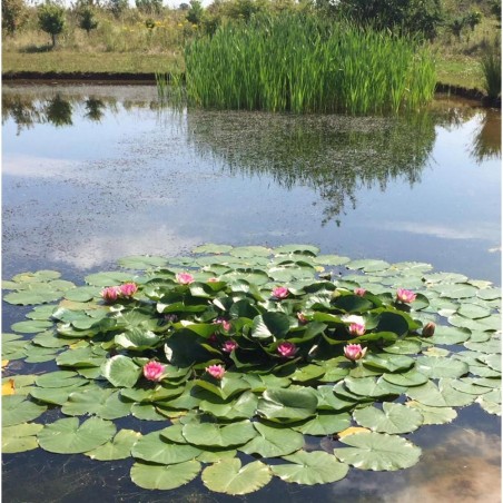 Nymphaea "Attraction" Rosa scuro