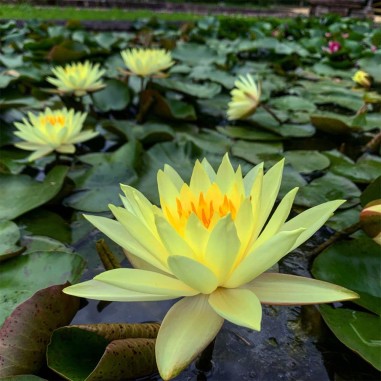 Nymphaea "Sulphurea" Gialla